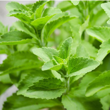 Stevia Herb Seeds